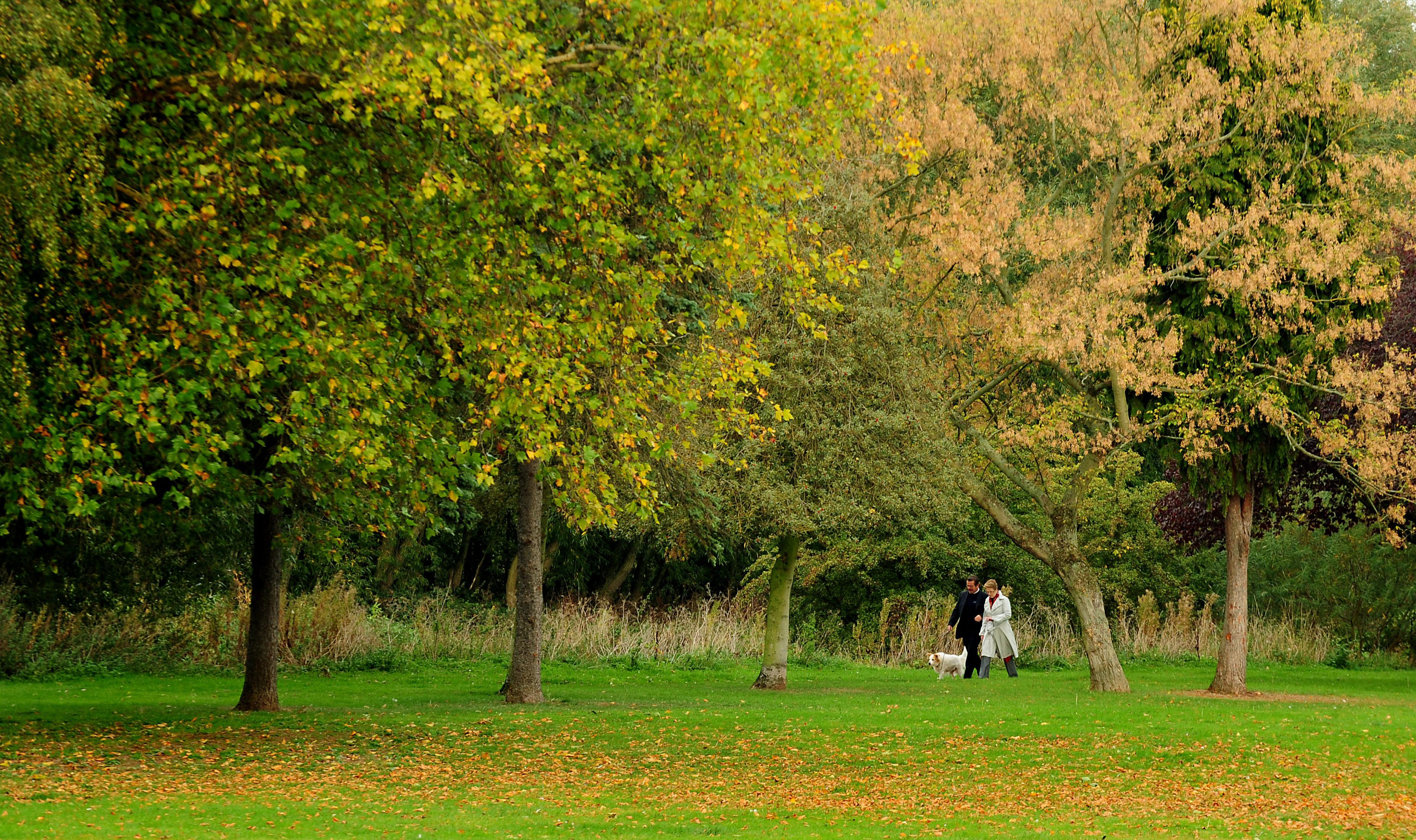Access to green space in Waverley higher than South East average