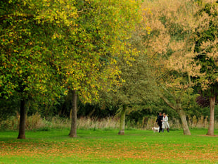 Access to green space in Waverley higher than South East average