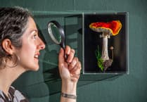 Surrey artist creates incredible life-like embroidered mushrooms