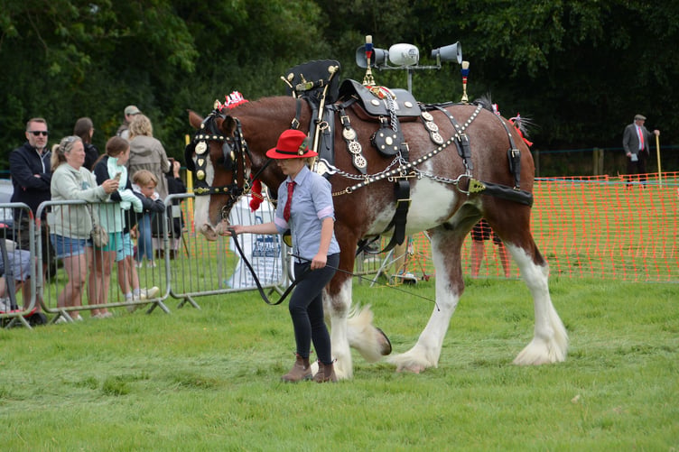 One of the beautifully turned out Shire horses. (Pictures: Rodney Parrish)