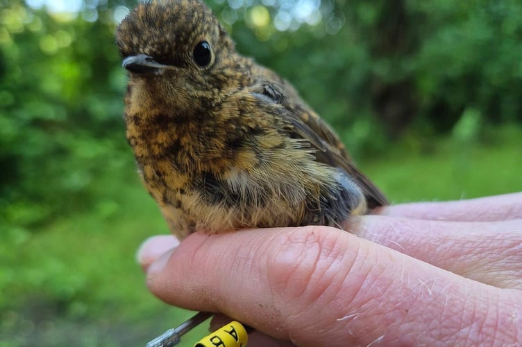Tice Meadow Group AB Aug 16th - Ringed Robin AB
