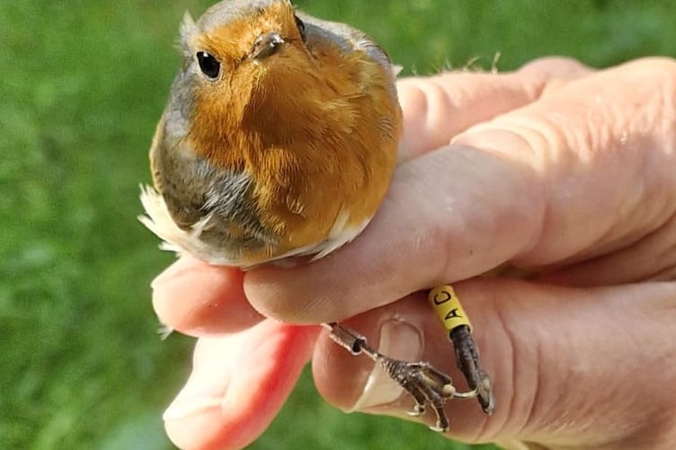 Tice Meadow Group AC Aug 16th - Ringed Robin AC