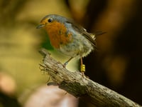 Watch out for Farnham's three little birds