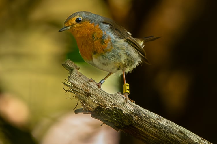 Tice Meadow Bird Group AA Jul 19th - Ringed Robin