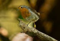 Watch out for Farnham's three little birds