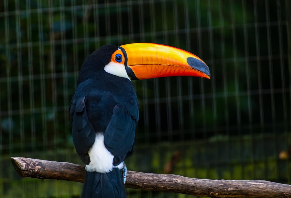 <p>The voice of boy - a six-year-old Toco Toucan at Birdworld - has been used in Sea of Thieves.</p>