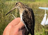 Wynde of change: a seasonal update from Tice's Meadow