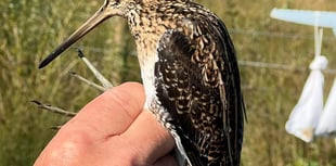 Wynde of change: a seasonal update from Tice's Meadow