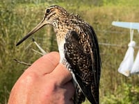 Wynde of change: a seasonal update from Tice's Meadow