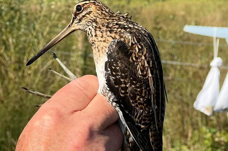 Snipe Alan Earwaker Tice's Meadow Farnham Runfold