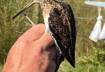 Wynde of change: a seasonal update from Tice's Meadow