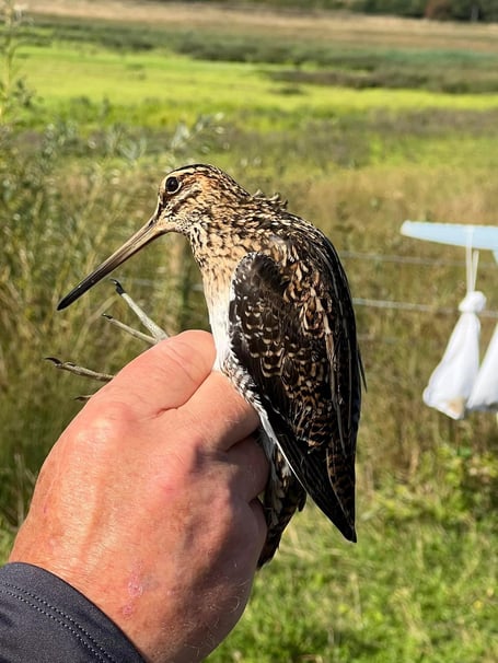 Snipe Alan Earwaker Tice's Meadow Farnham Runfold