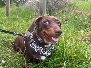 Alton vets cure dog's life-threatening disease
