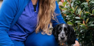 Petersfield vets warns pet owners of the dangers of grass seeds