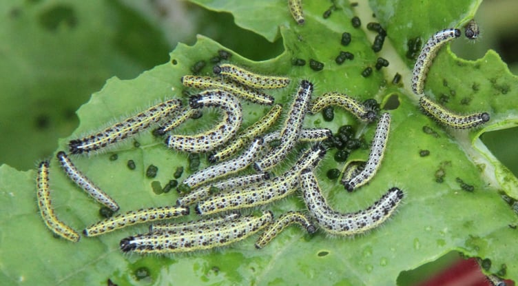 Large white butterfly caterpillars