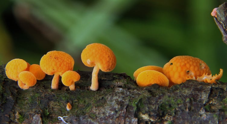 Ping pong bat fungus