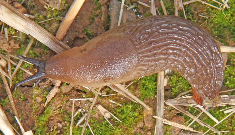 Large red slug
