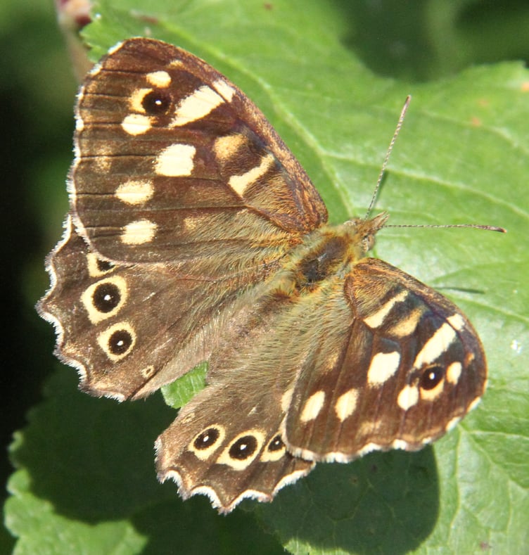 Speckled wood butterfly