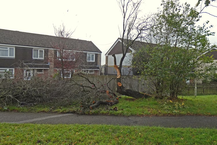 Tree blown over during tornado in Aldershot September 20