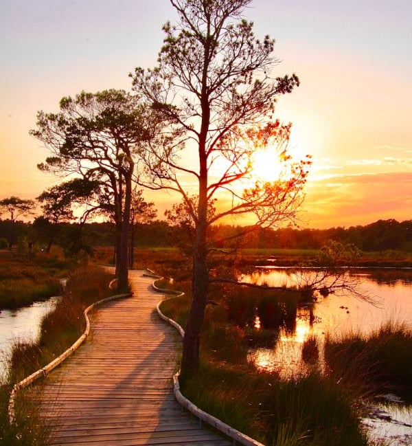<p>The boardwalk is a scenic path to take in nature's beauty (The Rambers' Association)</p>