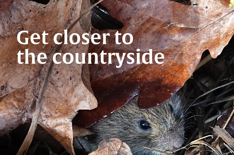 CRT winter online talks