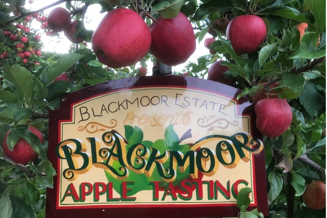 Fruity fun in the orchard