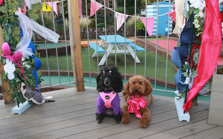Four-legged friends were among those supporting a 'Wear It Pink' weekend of charity fund-raising events in the Jubilee Cafe, Minehead. PHOTO: George Ody.