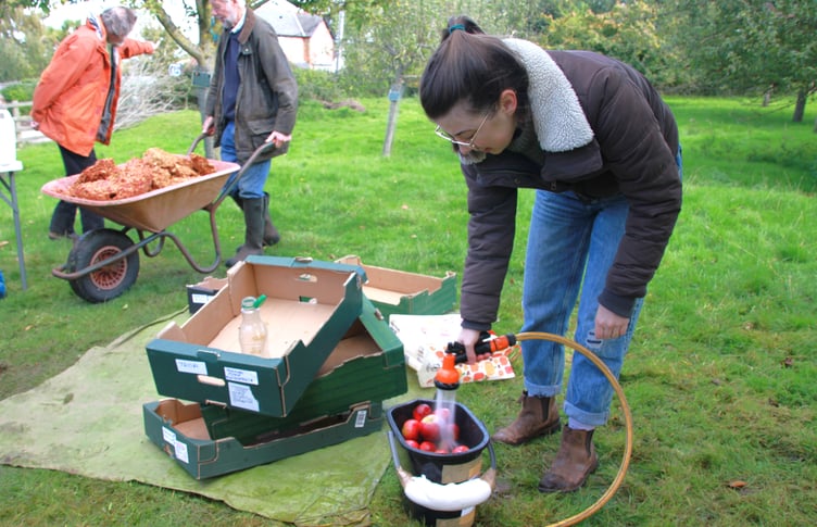 Alice Parker-Gill washing apples in Carhampton CommunityOrchard. PHOTO: George Ody.