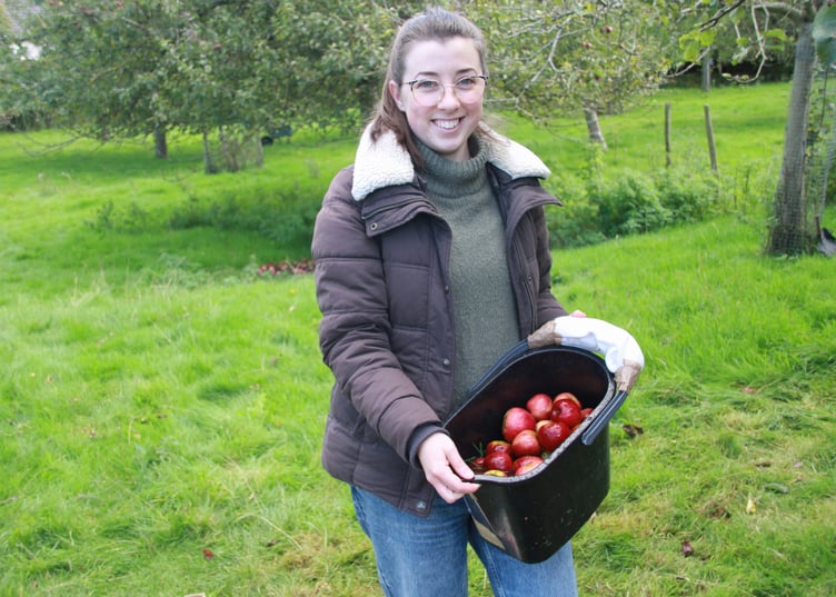 Some of the fruits of Carhampton Apple Day ready to be washed by Alice Parker-Gill. PHOTO: George Ody.