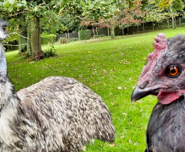 Orphan emu raised by a chicken named Nugget 