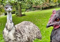 Abandoned emu raised by a chicken named Nugget at Birdworld