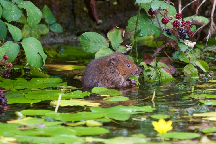 A water vole in new wetlands on the Holnicote Estate, Exmoor. PHOTO: National Trust Images and Richard Bradshaw.