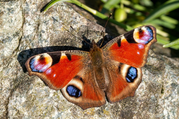A peacock butterfly on the Holnicote Estate, Exmoor. PHOTO: Hugh Mothersole and National Trust Images.