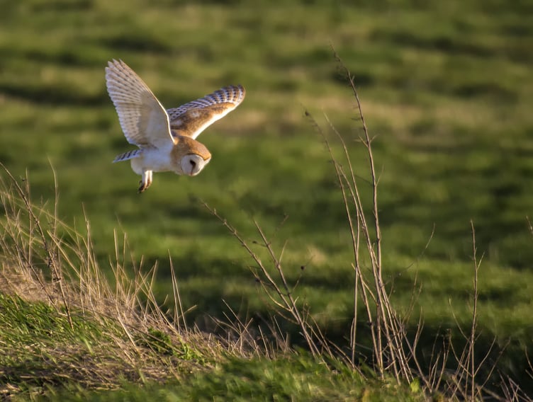A barn owl hunting over rough grass on the Holnicote Estate, Exmoor. PHOTO: Ian Ward and National Trust Images.