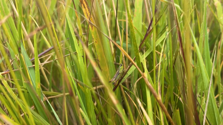 A cricket enjoying the newly created wetland on the Holnciote Estate, Exmoor. PHOTO: View It 360.