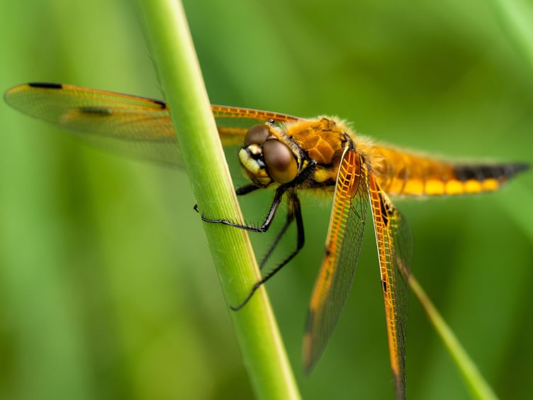 The National Trust is hoping the four spotted chaser dragonfly will soon be seen in wetlands on its Holnicote Estate, Exmoor. PHOTO: Rod Coleman and National Trust Images.