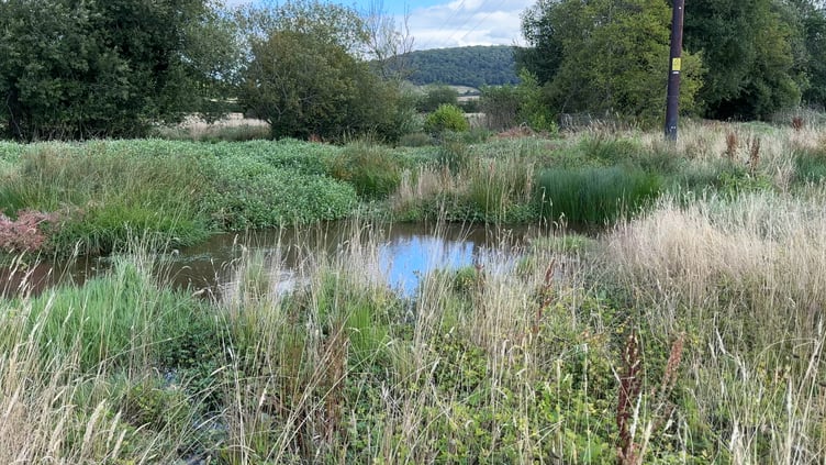 One of the newly formed ponds after the 'Stage 0' project was completed on the Holnicote Estate, Exmoor. PHOTO: View It 360.