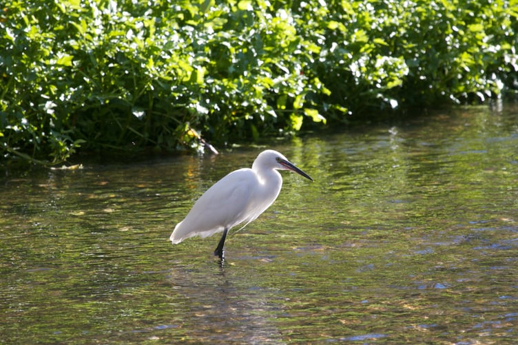 An egret in the newly re-set River Aller, on Exmoor. PHOTO: Richard Bradshaw and National Trust Images.