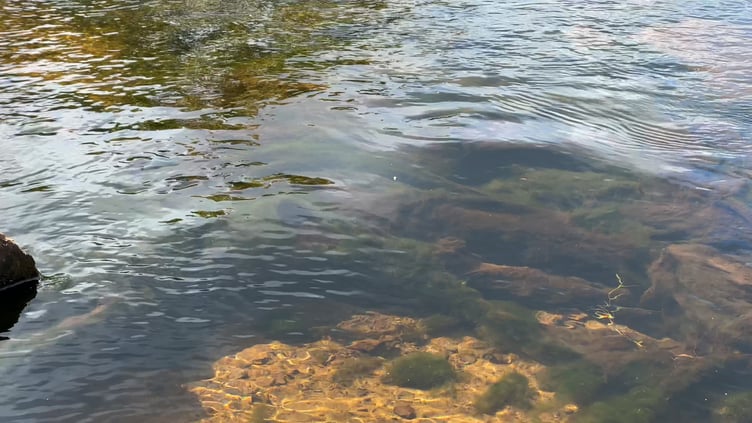 Water quality and clarity has improved in the River Aller in the new area of wetlands created by the 'Stage 0' river restoration project. PHOTO: View It 360.