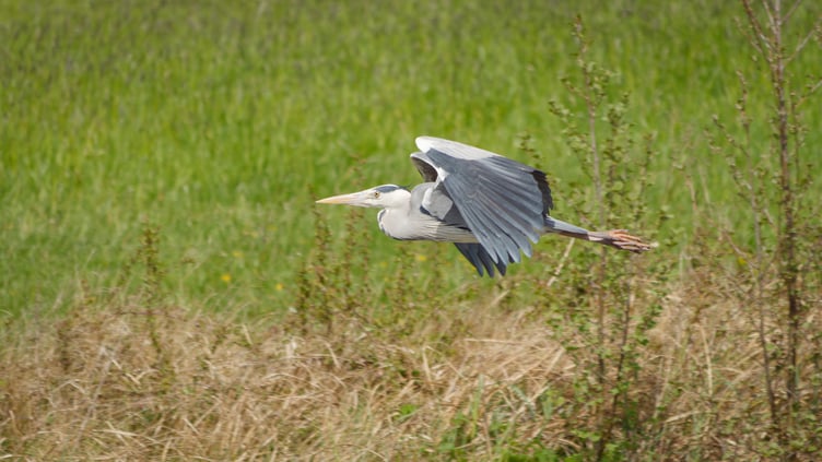 Herons have been spotted in newly created wetlands on the Holnicote Estate, Exmoor. PHOTO: John Hubble and National Trust Images.