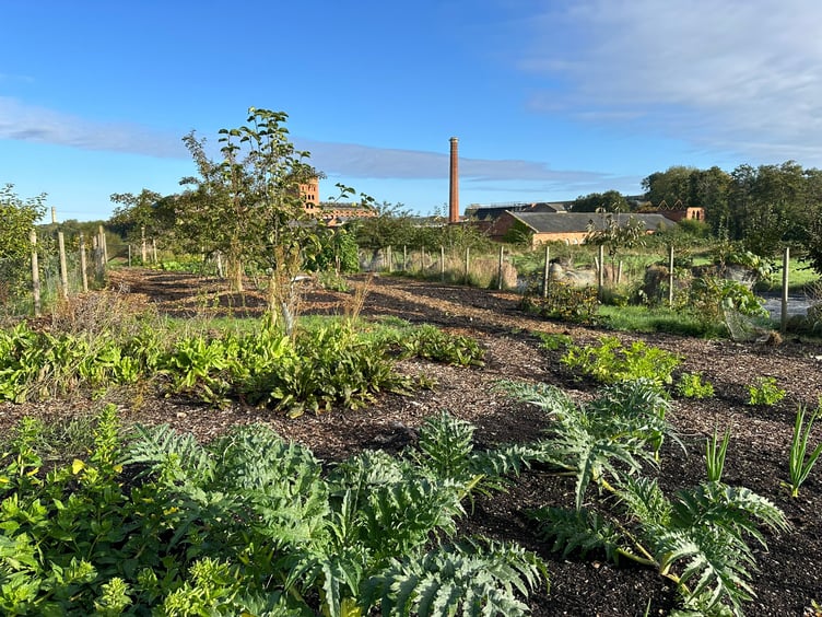 TransitionTown Wellington's Forest Garden looking good in the sunshine in Fox's Field.