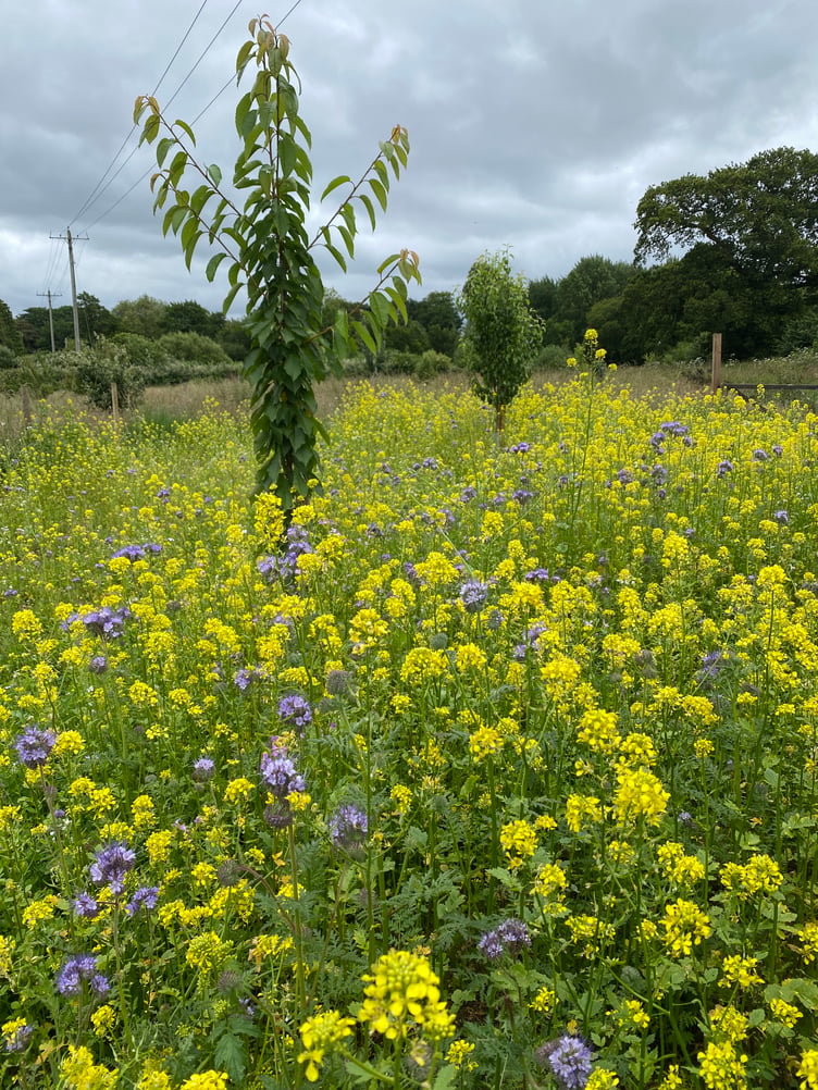 A healthy-looking Fox's Field Forest Garden which is being tended byTransition Town Wellington.