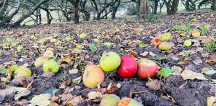 No bad apples as firm shows Badshot Lea orchard some TLC