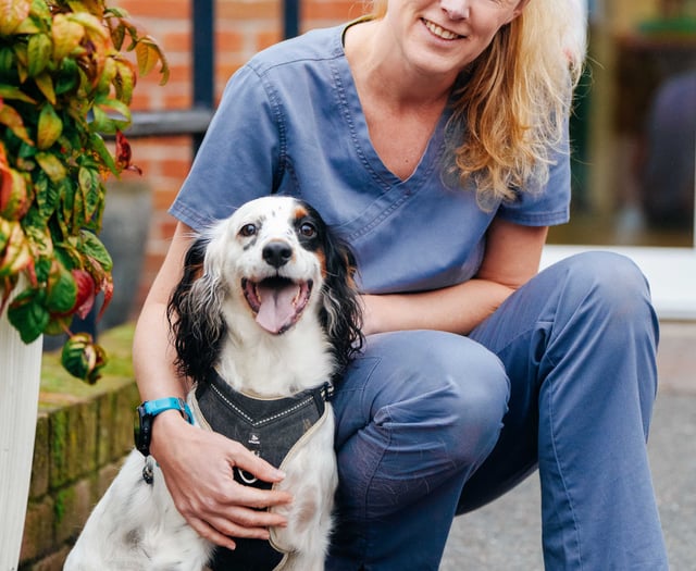 Petersfield vet operates on dog to remove kebab skewer