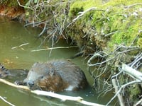Honour of naming first beavers in 400 years falls to Beavers