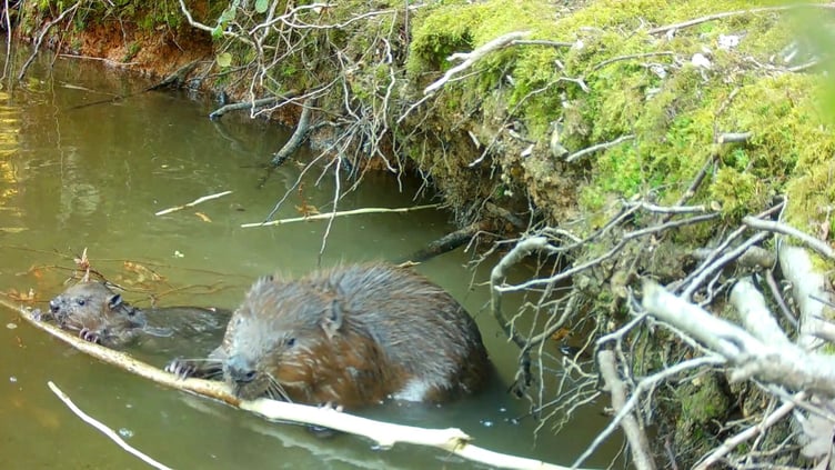 Beaver kit eating, Ewhurst Park, November 2024.