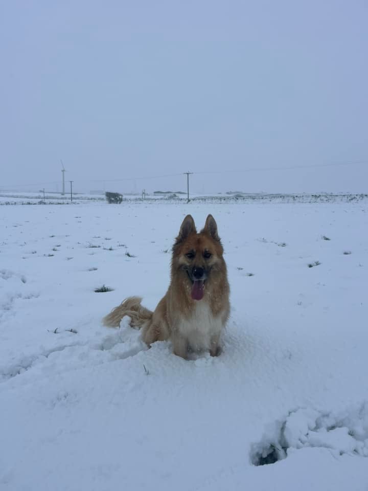 Dog having fun in the snow. Picture: Jessie Humber