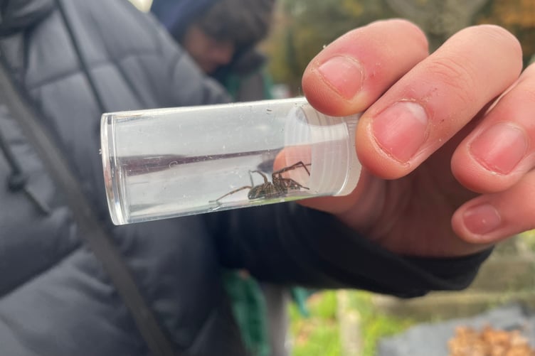 Spider caught by the Wrecclesham Conservation Group