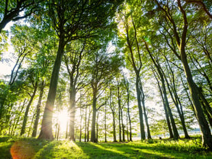 National Park’s huge planting scheme edges closer to target  