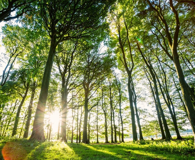 National Park’s huge planting scheme edges closer to target  